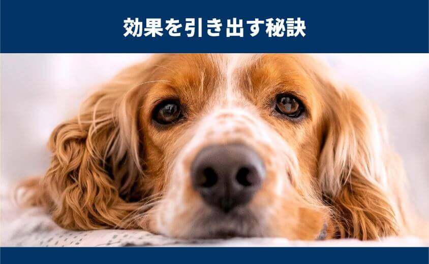 しつけプラスの効果を最大化する3つのコツ